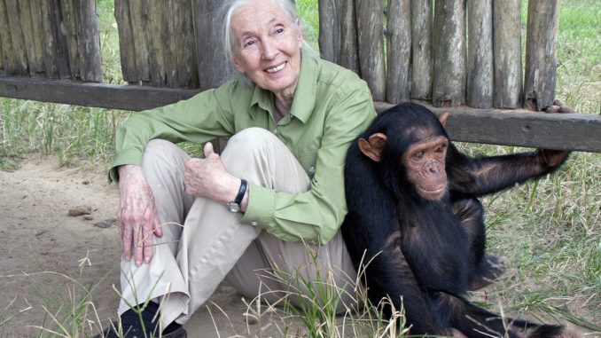 Photo Credit: © the Jane Goodall Institute / By Fernando Turmo